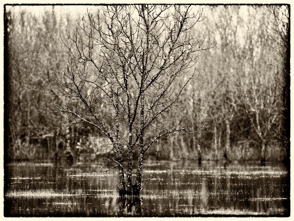 ART PHOTOGRAPHY DER WASSERBAUM