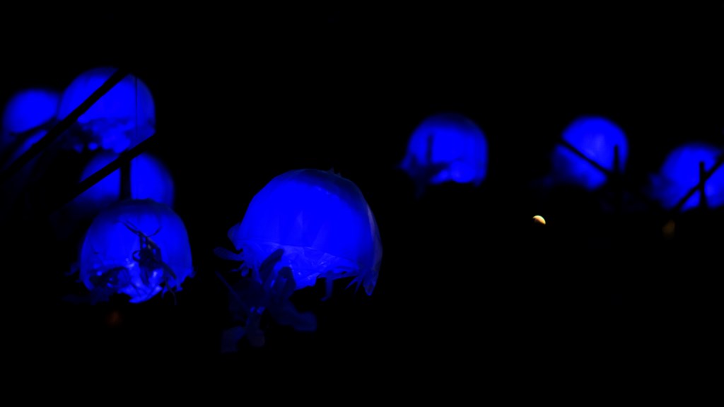 NEW ART PHOTOGRAPH 3