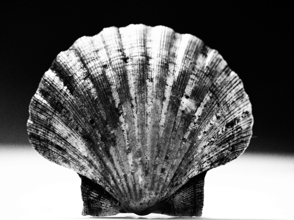 ART PHOTOGRAPHY COQUILLE_ART_14