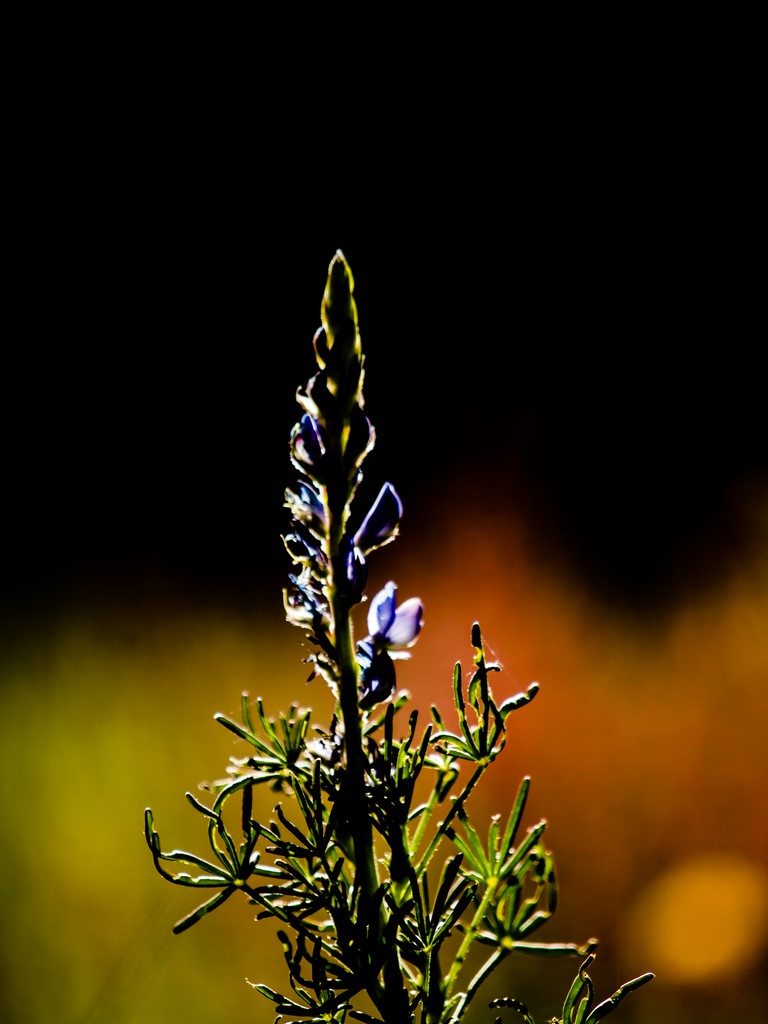 "Eveil du printemps"