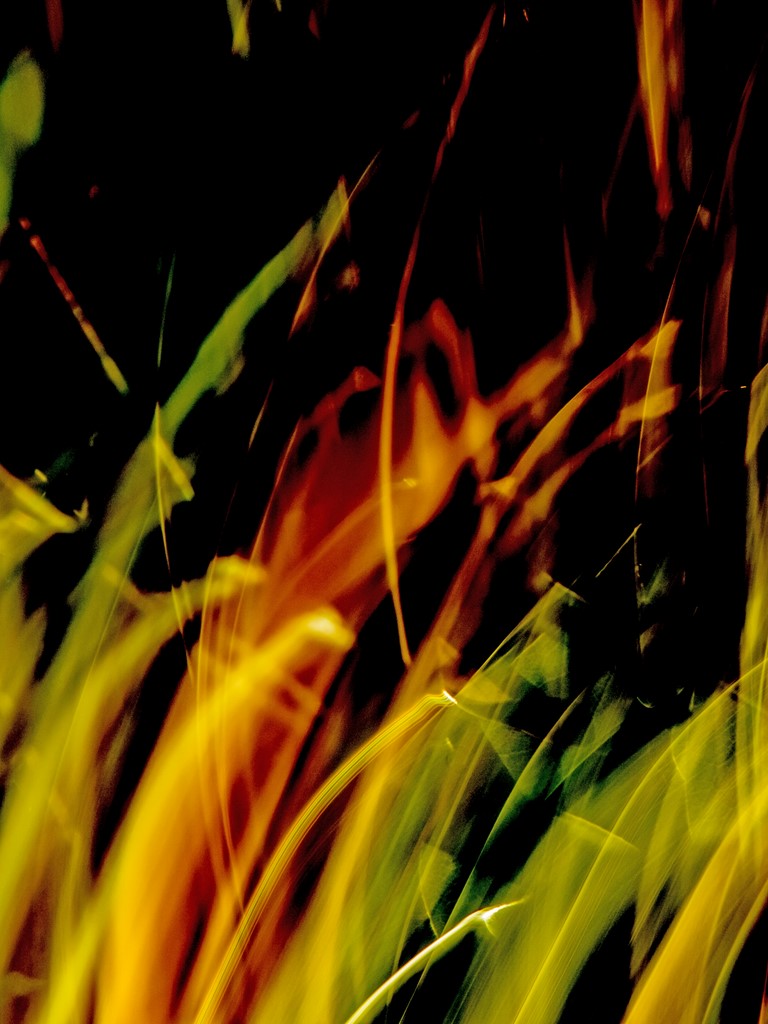 "Eveil du printemps 08"