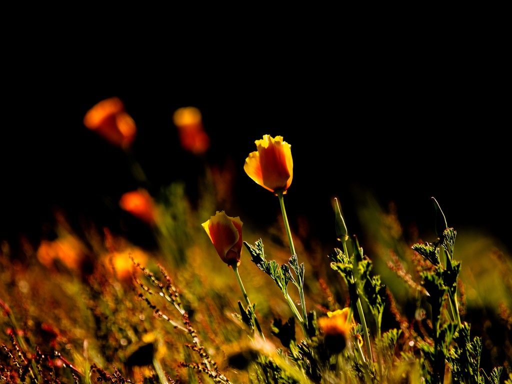 "Eveil du printemps"