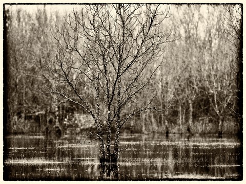 ART PHOTOGRAPHY DER WASSERBAUM