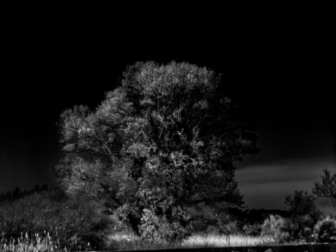  ART PHOTOGRAPHY  L'ARBRE DU MARAIS