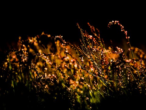 "Eveil du printemps"