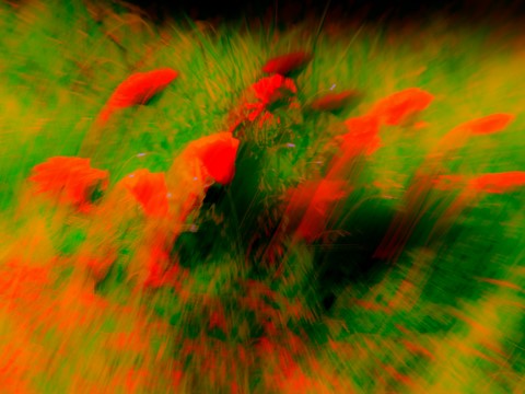 "Eveil du printemps"