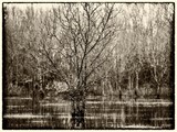 ART PHOTOGRAPHY DER WASSERBAUM